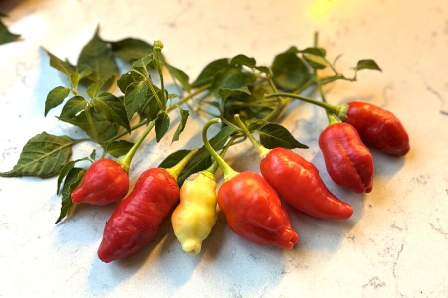 Flerfärgade Aji Omnicolor x White Fantasy-frukter