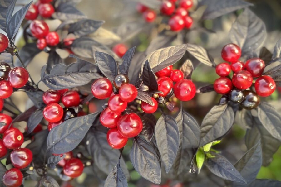 Black Pearl-chili med mörka blad och svarta frukter