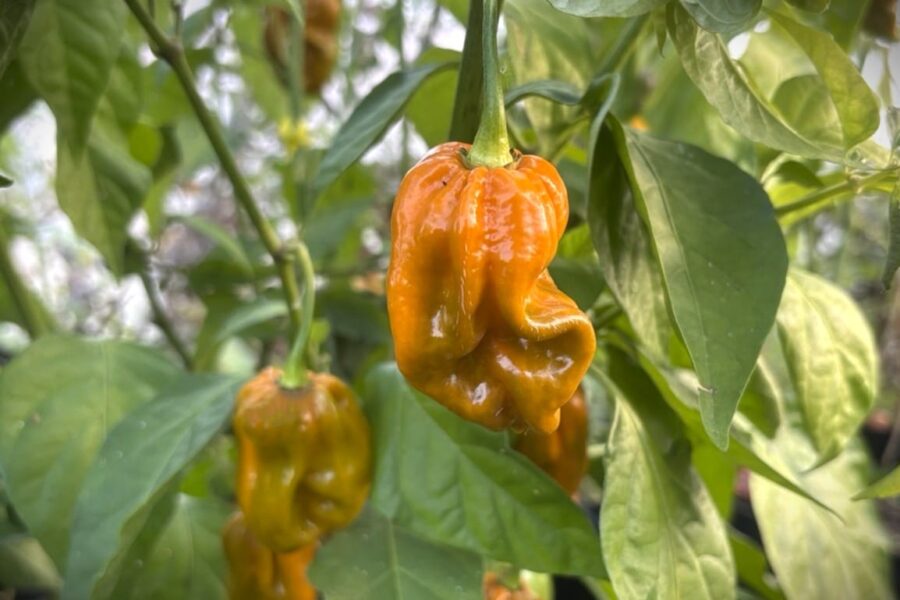 Mogna Mustard Monster-chilifrukter med gulbrun färg
