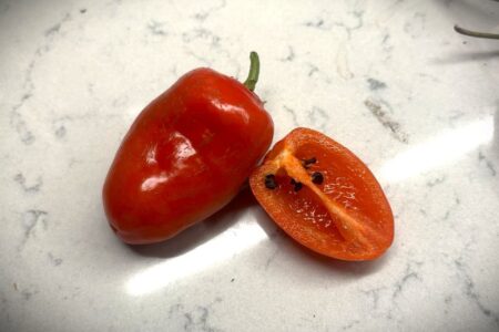 Rocoto San Isidro