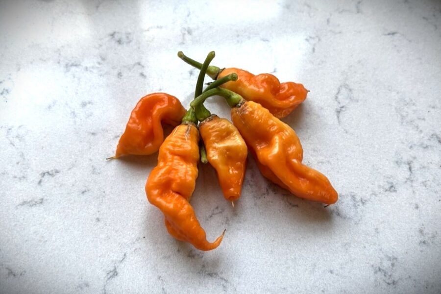Orange-bruna Rhino-chilifrukter med knölig yta