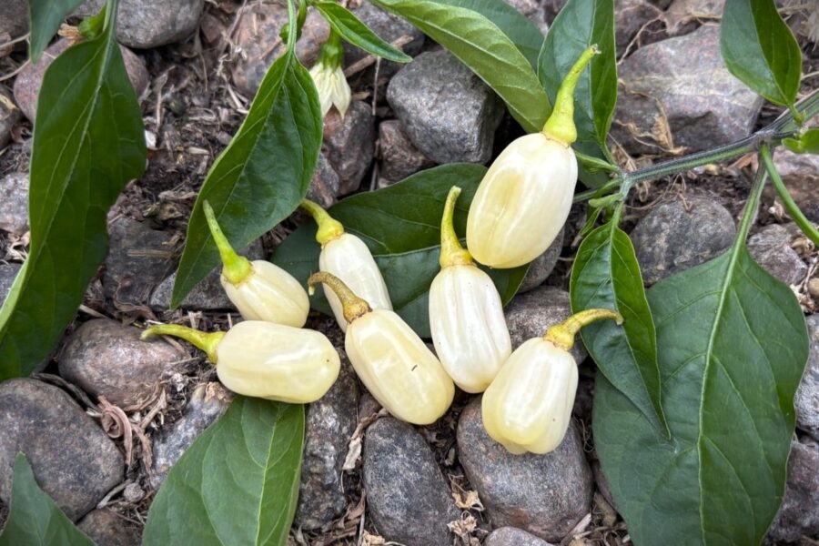 Krämvita Habanero Ivory-frukter med lykta-liknande form