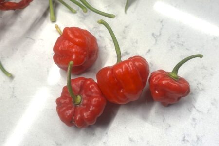 Aji Dulce Puerto Rico