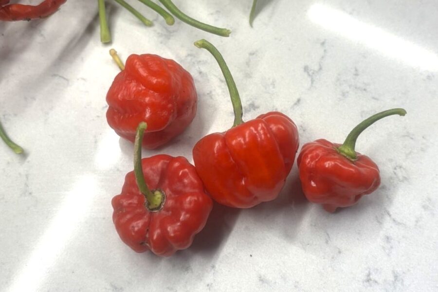 Mogna röda Aji Dulce Puerto Rico-frukter