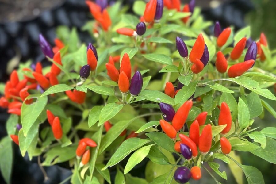 Färgglada NuMex Easter-frukter i lila, orange och gult