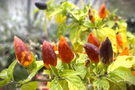 Pequin Orange