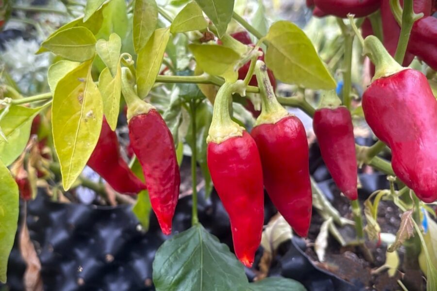 Gula Caloro-chilifrukter med tjockt fruktkött