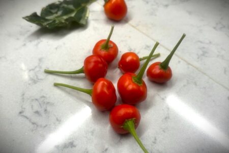 Aji Tapachula