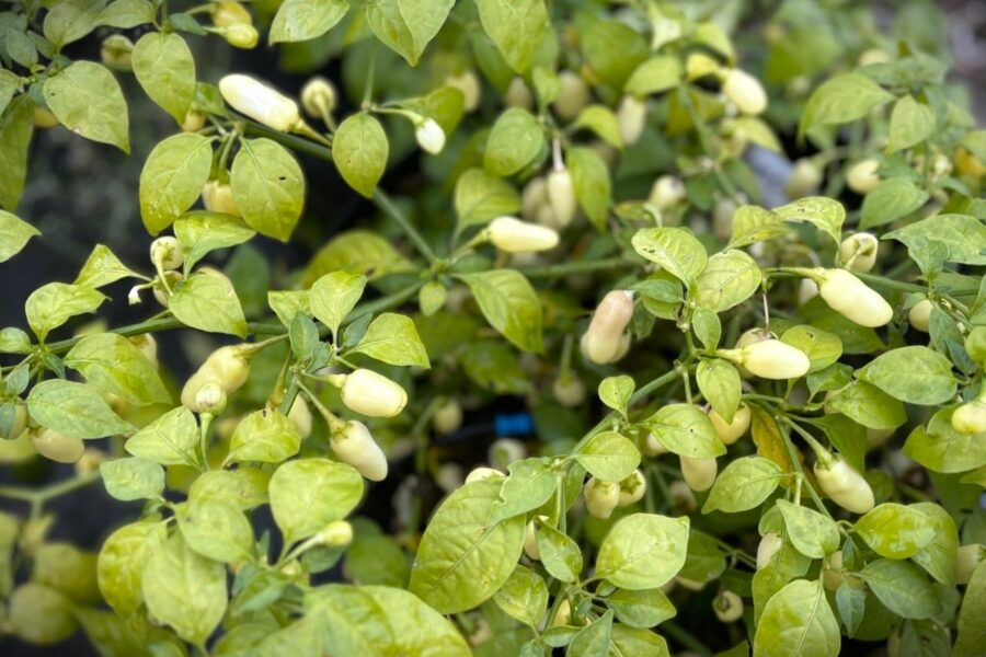 Vita krämfärgade Habanero Cristina-frukter