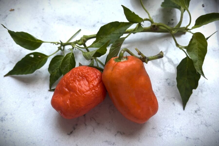 Orange Rocoto Oculto Clef-frukter med rund äppelliknande form