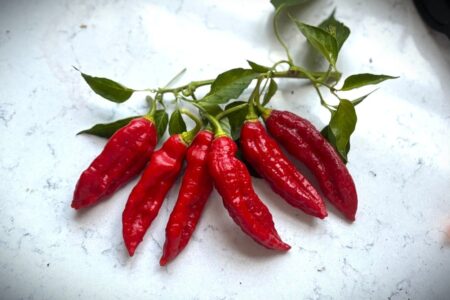 Carbonero Red