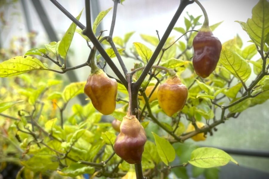 Gula och orange Bolivian Bumpy-frukter med knölig yta