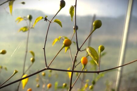 Chiltepin Amarillo