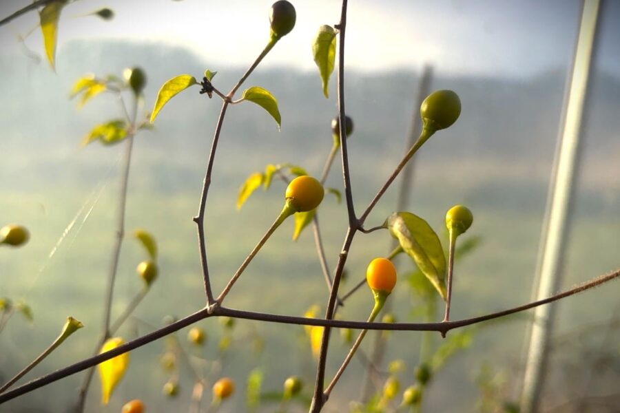 Mogna gula Chiltepin Amarillo-frukter på busken