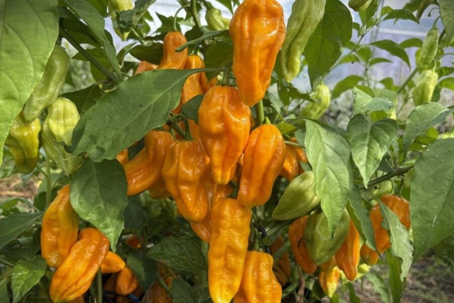Gula lyktformade Madame Jeanette-chilifrukter från Surinam