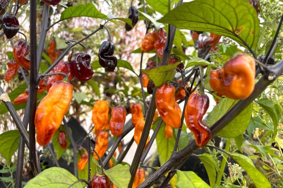 Skrynkliga avlånga PJ ICE-chilifrukter i ljusa nyanser på plantan