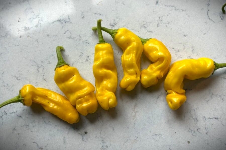 Gula Peter Pepper Yellow-chilifrukter med säregen form på plantan