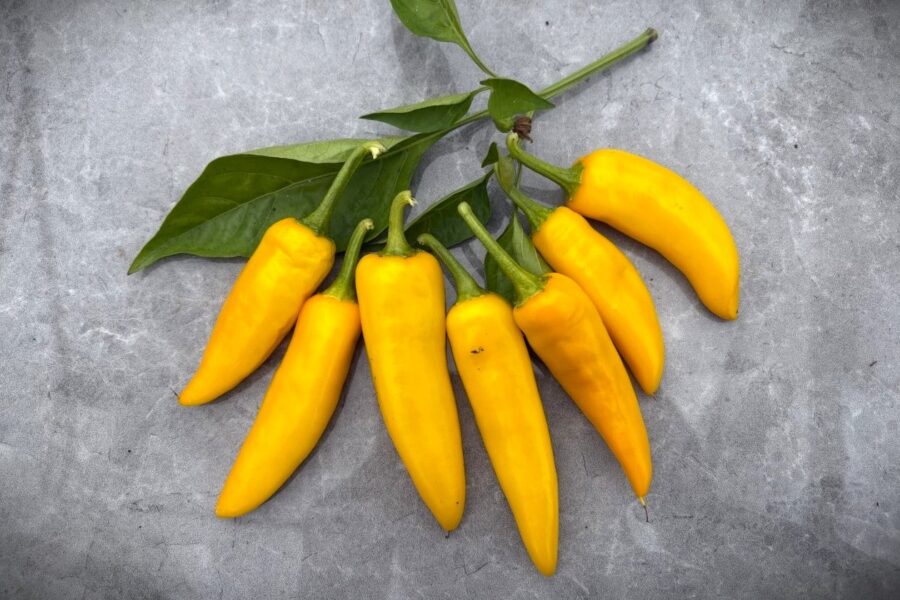 Smala gula Serrano Yellow-chilifrukter som växer uppåt på plantan
