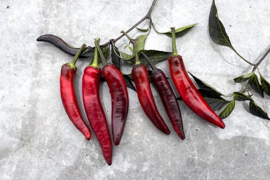 Vampire-chiliplanta med svart bladverk och svarta och röda frukter