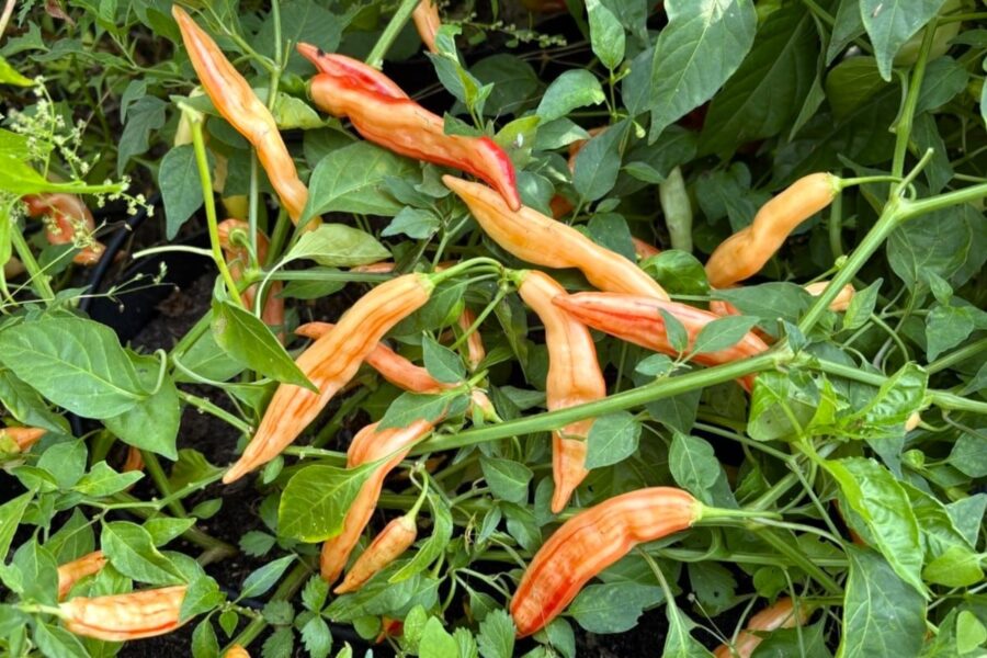 Persikorosa randiga Aji Lily Teolinda-frukter i hängande klasar