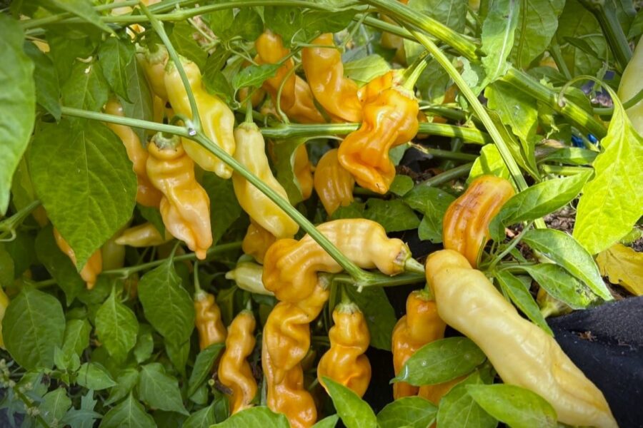 Persikofärgade avlånga Sugar Rush Peach Giant-chilifrukter på plantan