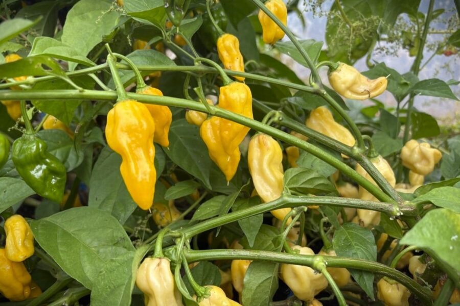 Citrongula Habanero Hot Lemon-chilifrukter på plantan