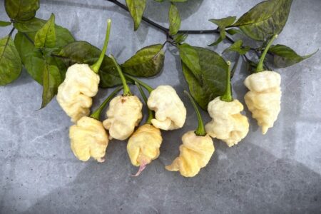 Snow White Moruga