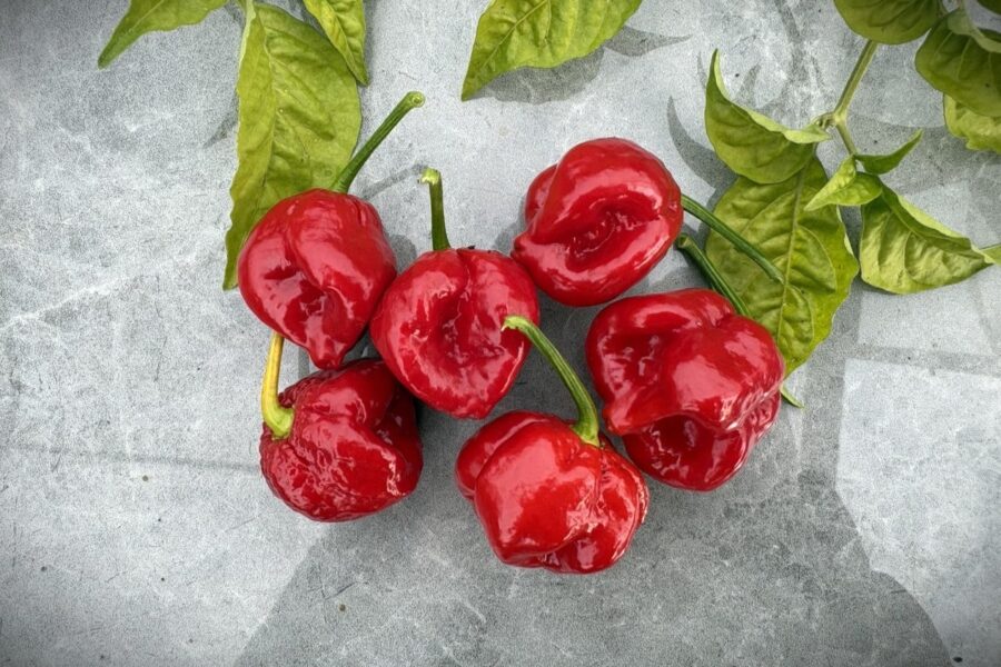 Vinröda 7 Pot Burgundy-chilifrukter med skrynklig yta