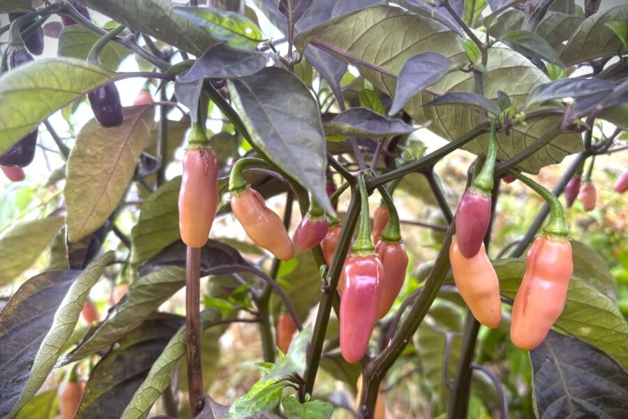 Små Aji Charapita X Fidalgo Roxa-chilifrukter på en grön planta