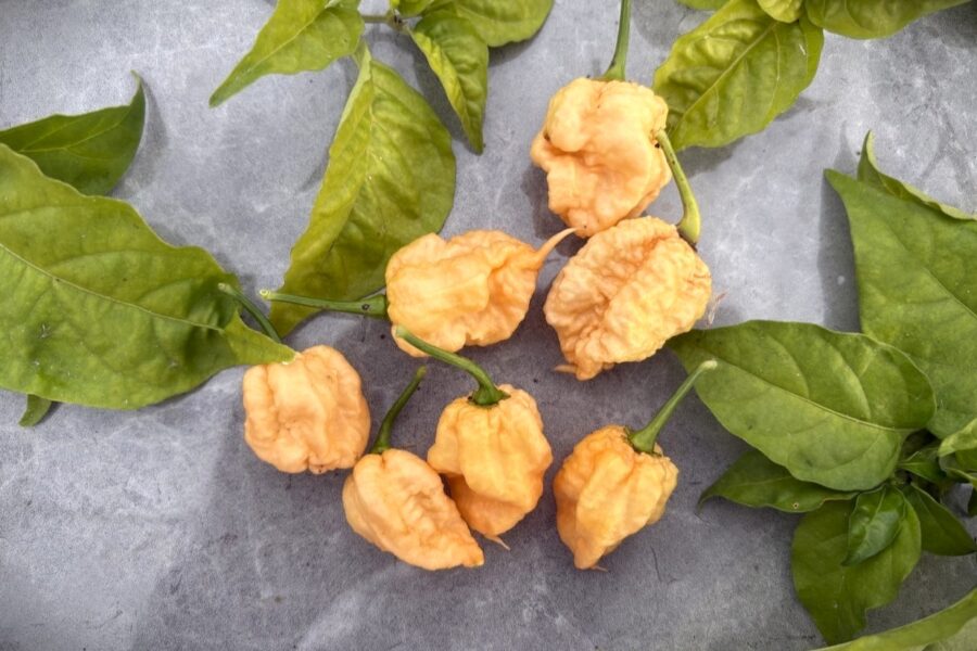 Superstarka Reaper Sbagliato-chilifrukter med rynkig yta