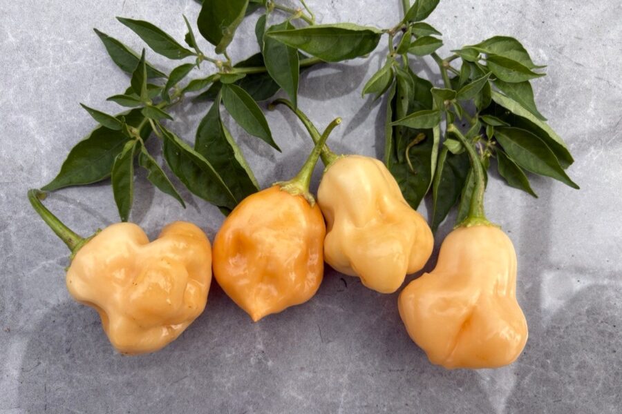 Persikoorange Sugar Rush Peach Grenade-chilifrukter på plantan