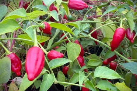 Inca Red Drop