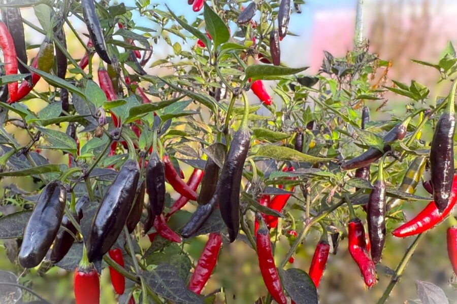 Svarta omogna och röda mogna Black Thai-chilifrukter, smala och spetsiga