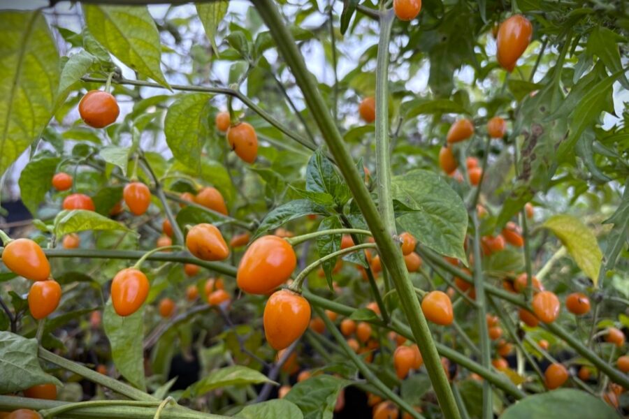 Små orangea, ovala Charapon Amarillo-chilifrukter i riklig skörd
