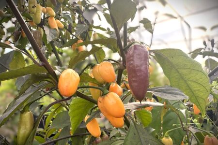 Jes's Moranga Purple/Peach