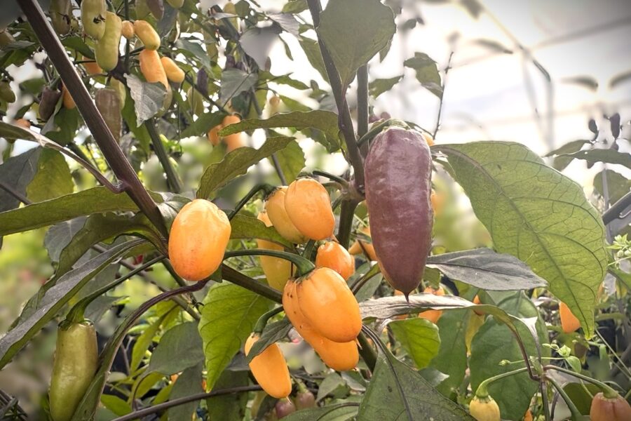Lila omogna och persikoorange mogna Jes's Moranga Purple/Peach-chilifrukter
